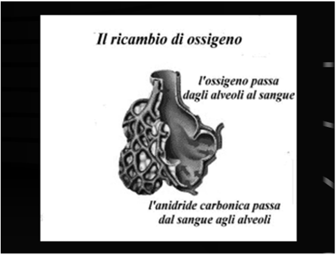 Intrapulmonary blood circulation Terminal bronchiole Pulmonary artery (from right heart) Pulmonary vein (to left heart) Bronchial artery (from left heart, via aorta) Respiratory bronchioles Novartis
