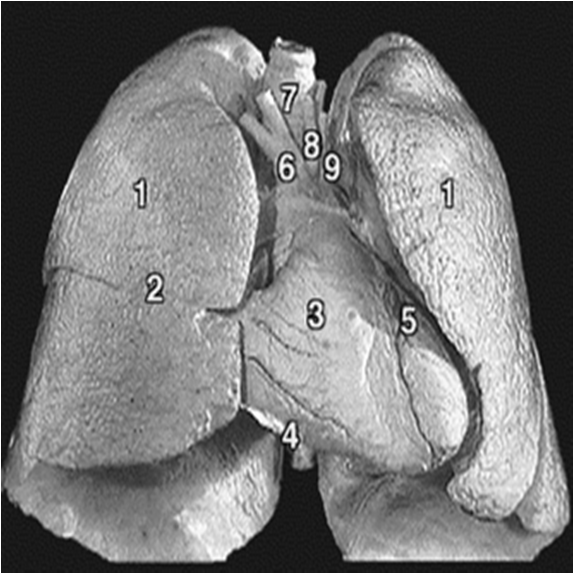 Anatomia apparato respiratorio Bronchi principali Bronchi lobari Bronchi segmentali Bronchi lobulari Bronchioli terminali POLMONI LOBI SEGMENTI LOBULI ACINI Bronchioli respiratori Condotti alveolari