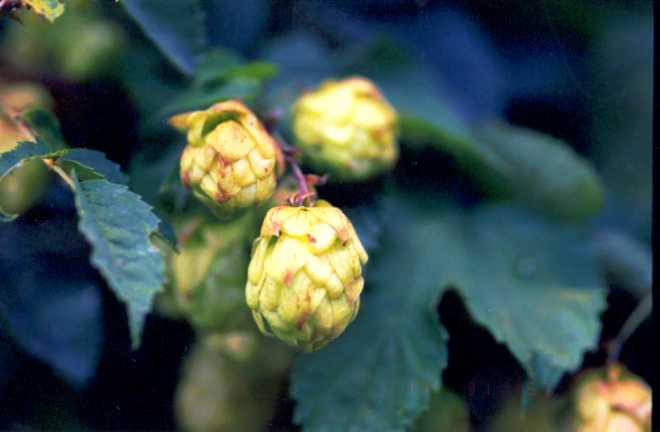 Birra Humulus lupulus L.