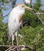 Le specie di Ardeidi che nidificano nelle colonie europee, dette garzaie in Italiano, sono 7, ad esse si aggiungono due altre specie di