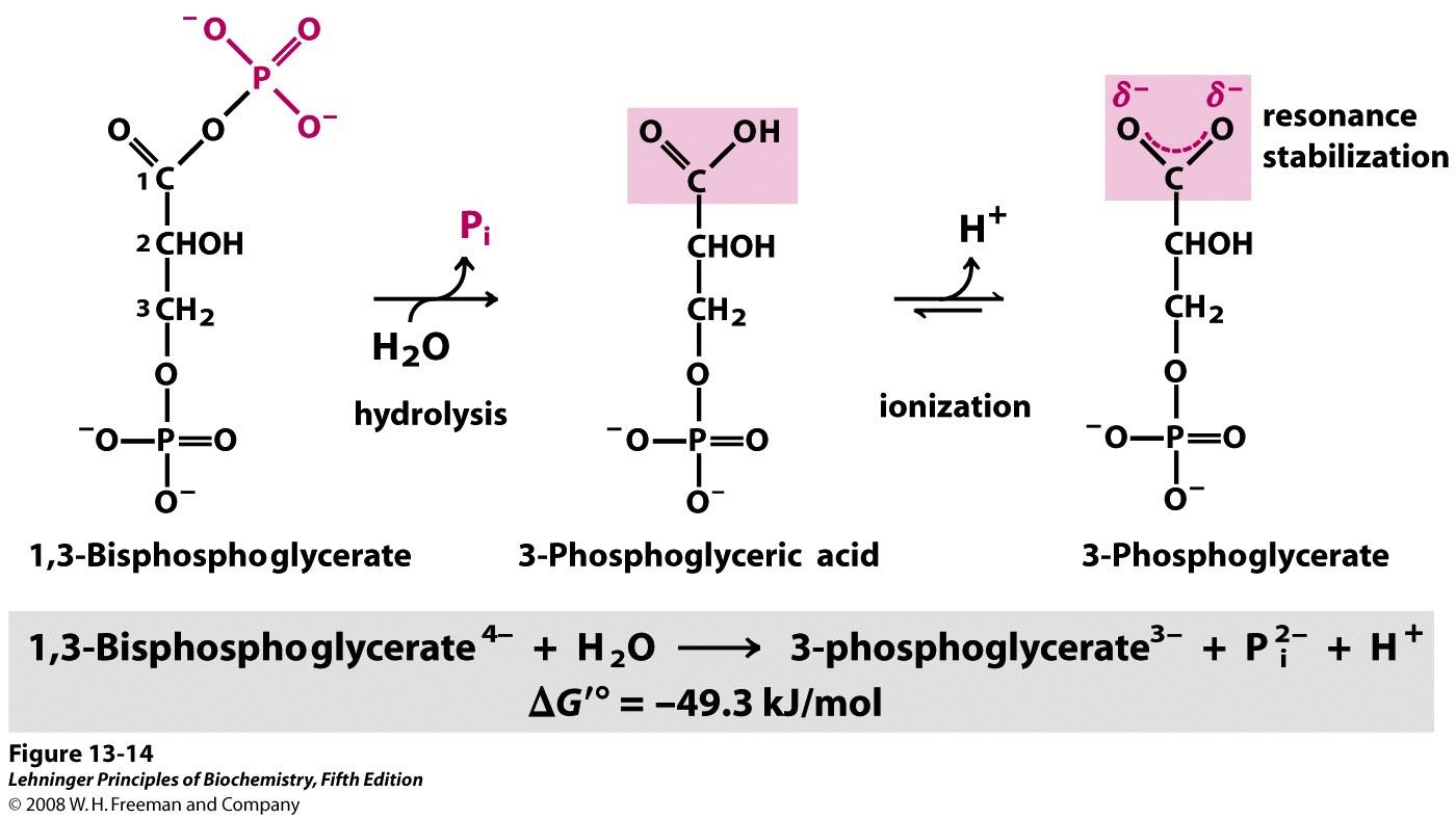 Legame fosfoanidridico 1,3-bisfosfoglicerato Prodotto stabilizzato per risonanza 1,3-bisfosfoglicerato