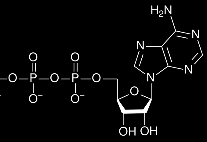 γ β α Idrolisi legame fosfoanidridico in γ con liberazione di fosfato e ADP 3) I prodotti di idrolisi (ADP, AMP, P i ) sono più stabili dell ATP.