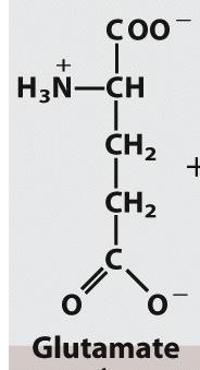 Glutammina-sintetasi: sintetizza glutammina a partire da glutammato + H 2 O se dovesse catalizzare la trasformazione del Glu in Gln in questo modo il processo sarebbe sfavorito: ΔG 0 = + 14.