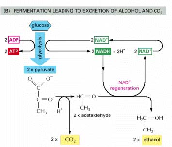 Fermentazione lattica Fermentazione alcoolica http://www.emc.maricopa.