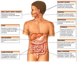 ... Non tutto il calore rilasciato viene sprecato... Grasso bruno e termogenesi Risveglio dopo ibernazione http://www.discoverymedicine.