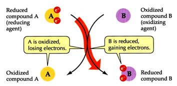 OSSIDAZIONE vs. RIDUZIONE (3) L ossidazione e la riduzione sono processi appaiati Il composto A viene ossidato e il composto B viene ridotto in una reazione redox.