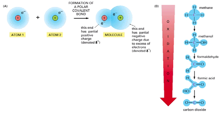 Life, The Science of Biology Il ciclo dell ATP Ossidazioni e riduzioni L ATP si forma a partire da ADP e P i mediante fotosintesi nelle piante e mediante metabolismo di composti ricchi di energia