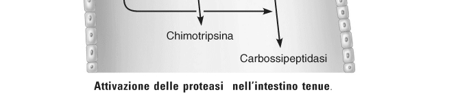 Scaricato da