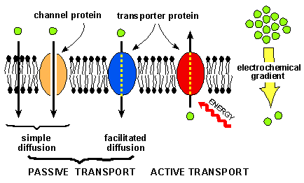 Sistemi di trasporto nelle membrane biologiche 1. trasporto passivo 2. trasporto facilitato 3.