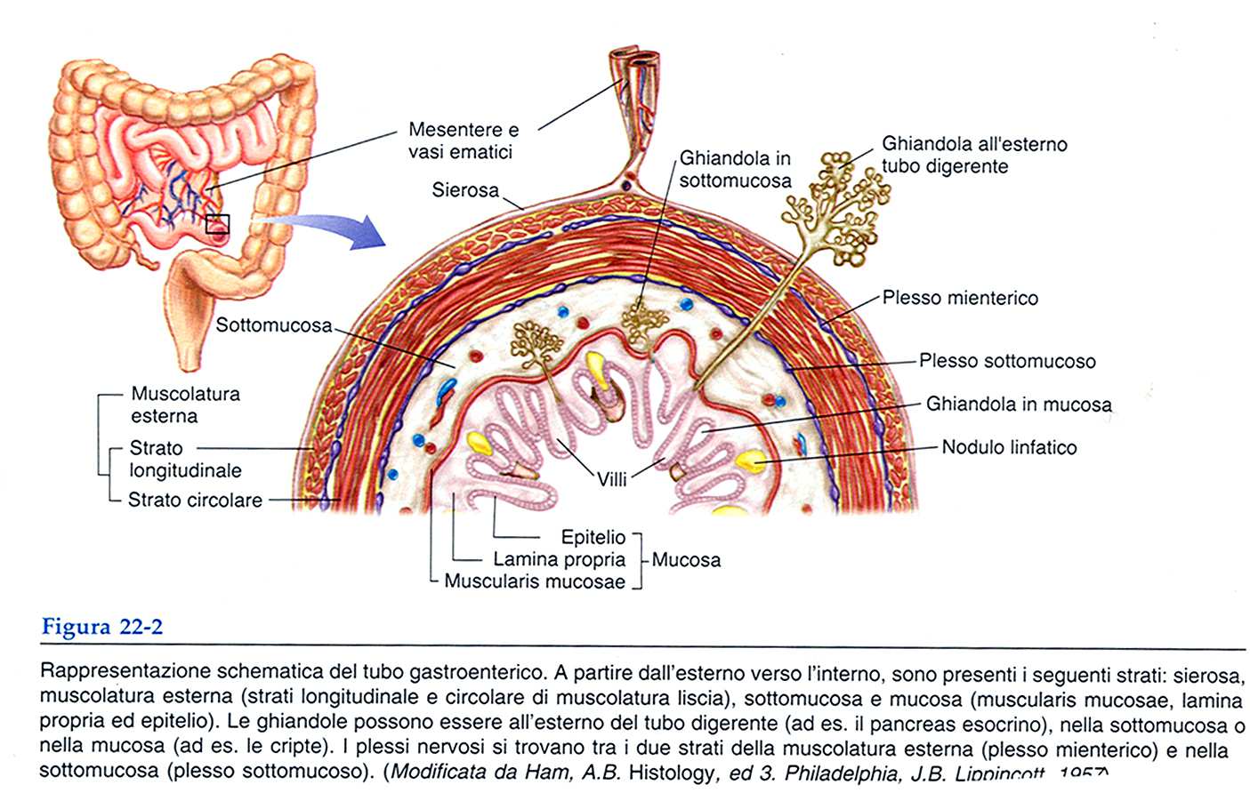 Struttura del canale digerente MESENTERE: sistema di membrane che sostiene i visceri nella cavità addominale 1.
