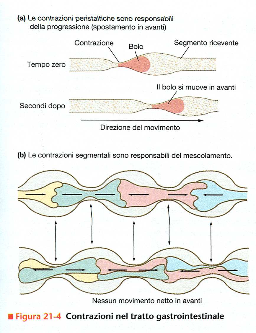 Movimenti del sistema digerente LA PERISTALSI O PROPULSIONE : È un onda di contrazione che si sposta nel tubo digerente in direzione aborale.