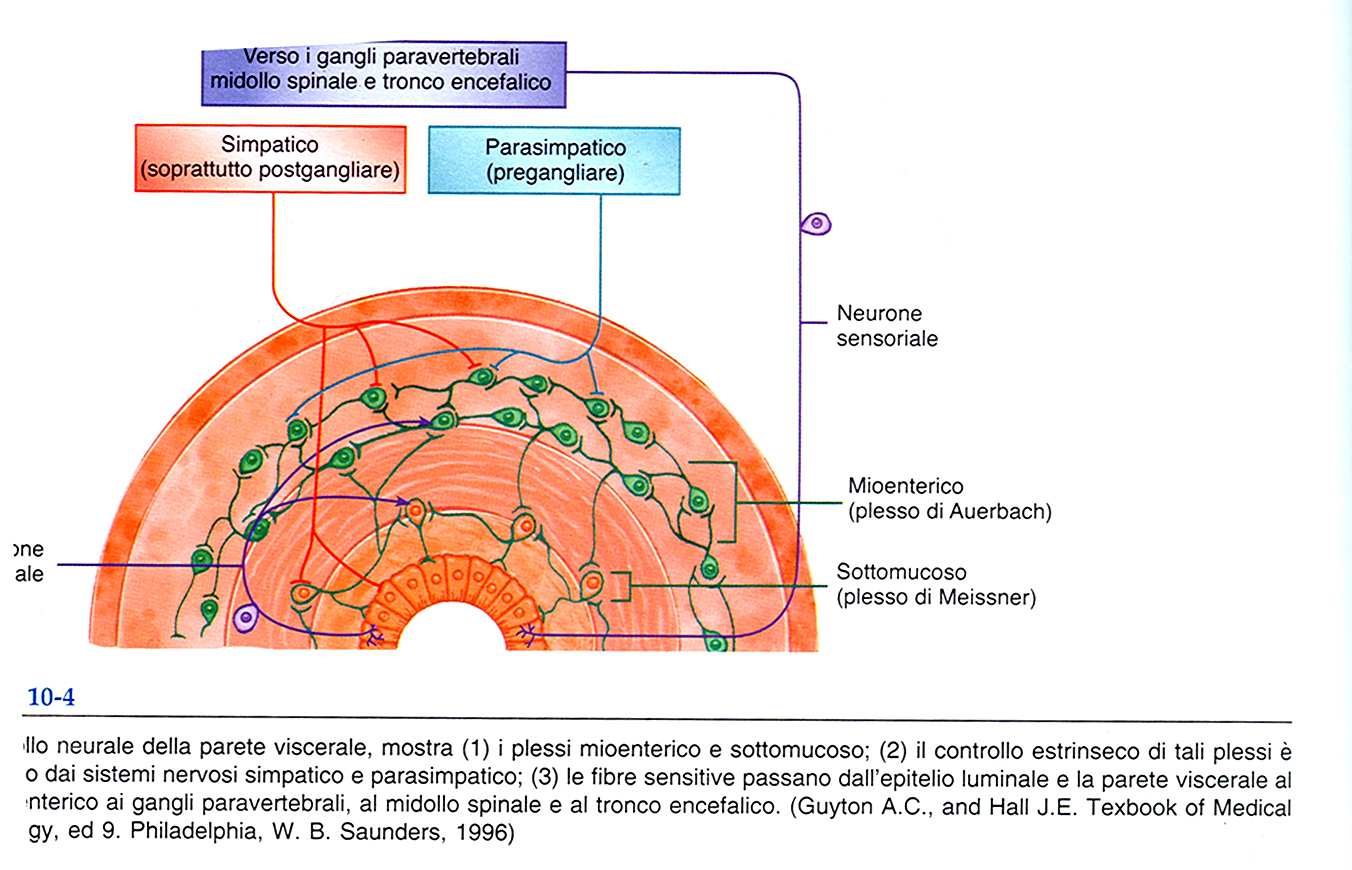 Innervazione estrinseca L innervazione estrinseca è costituita da: fibre parasimpatiche (acetilcolina - recettori muscarinici) costituite dalle fibre efferenti dei nervi vaghi.