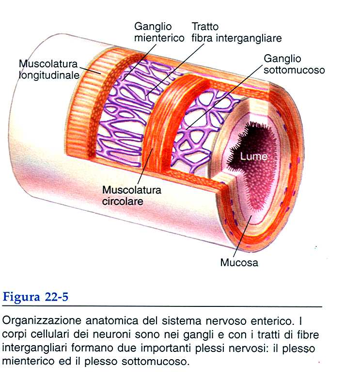 Innervazione intrinseca L innervazione intrinseca è costituita da due reti di plessi nervosi: plesso mienterico di Auerbach che si trova tra lo strato muscolare longitudinale e quello circolare e