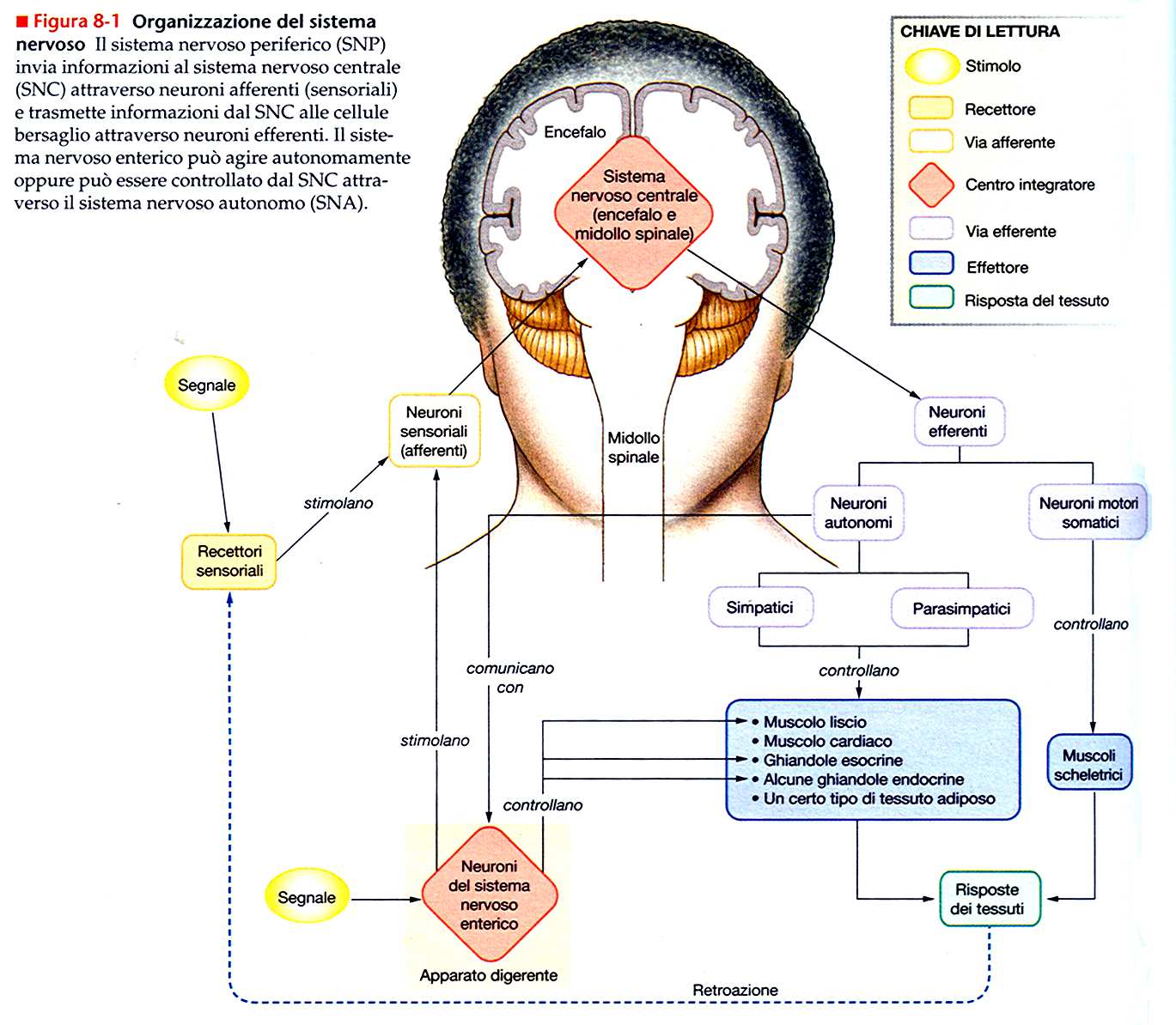 Sistema nervoso enterico Il sistema nervoso enterico, al pari del sistema nervoso centrale, è organizzato come un sistema integratore indipendente.