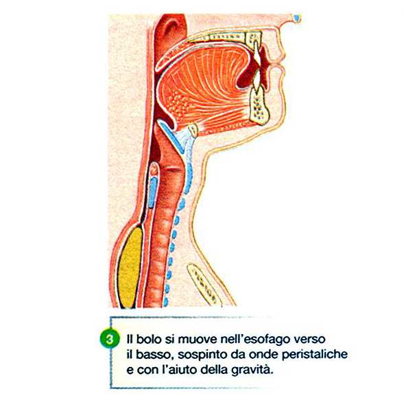 Deglutizione: fase esofagea Mediante il rilassamento dello sfintere esofageo superiore, il bolo viene forzato ad entrare nell esofago (canale lungo 23-25cm e largo 25-30mm).