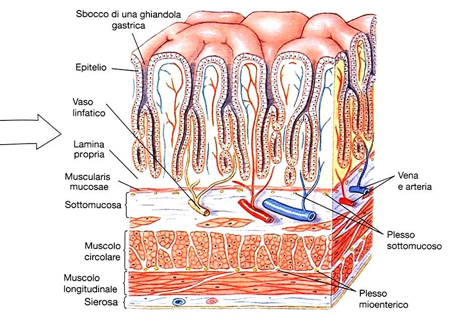 Anatomia e struttura dello stomaco Viscere sacciforme in cui si distinguono il fondo, il corpo e l antro. Il piloro separa l antro dal duodeno.