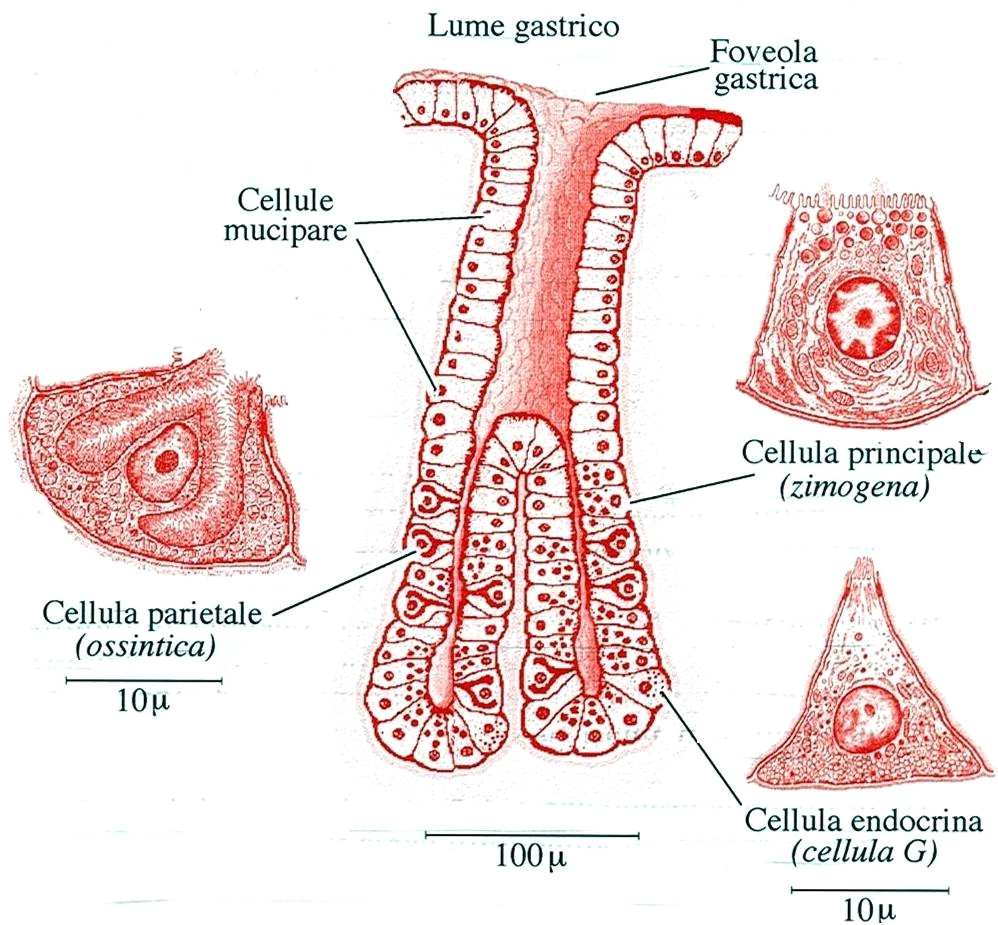 Ghiandole gastriche Cellule mucipare: site vicino all orifizio ghiandolare, secernono muco che aderendo alla superficie della mucosa svolge una rilevante funzione protettiva (barriera mucosale