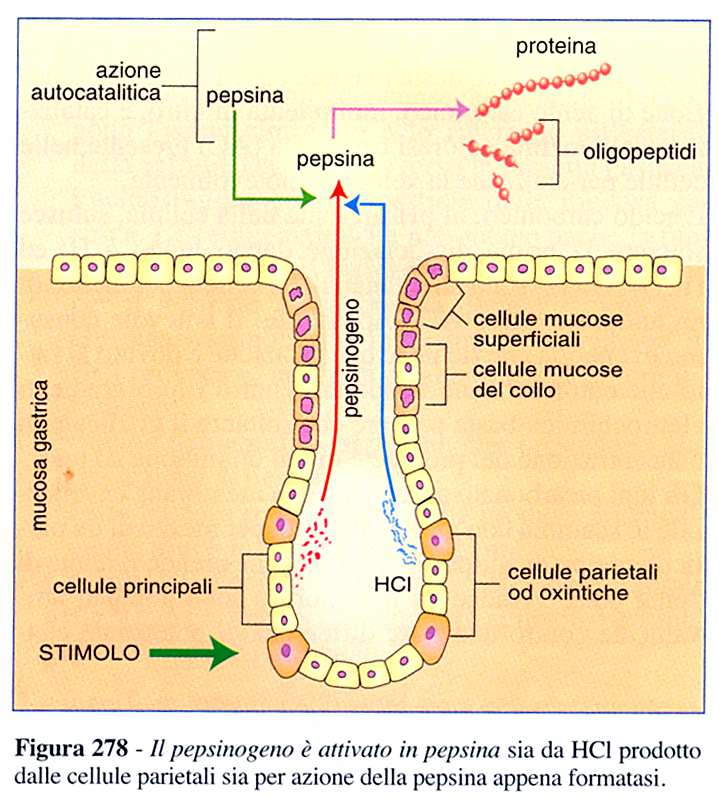 Attivazione del pepsinogeno Il pepsinogeno prodotto dalle cellule principali o zimogene è in realtà una miscela di 8 enzimi diversi, prodotti dalle cellule principali e