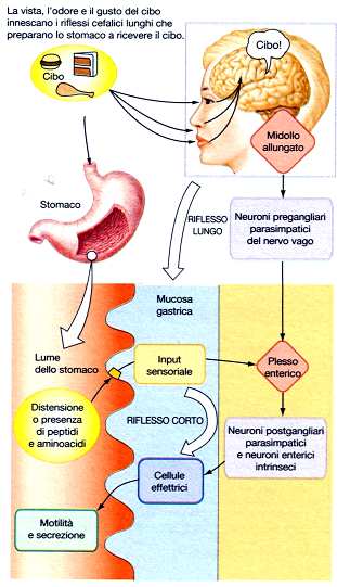 Controllo della secrezione gastrica I processi digestivi iniziano prima che il cibo sia introdotto nella cavità orale.