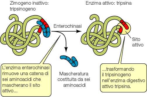 Secrezione enzimatica delle cellule epiteliali intestinali Gli enzimi intestinali restano legati alle membrane apicali delle cellule epiteliali intestinali e sono considerati parte dell orletto a