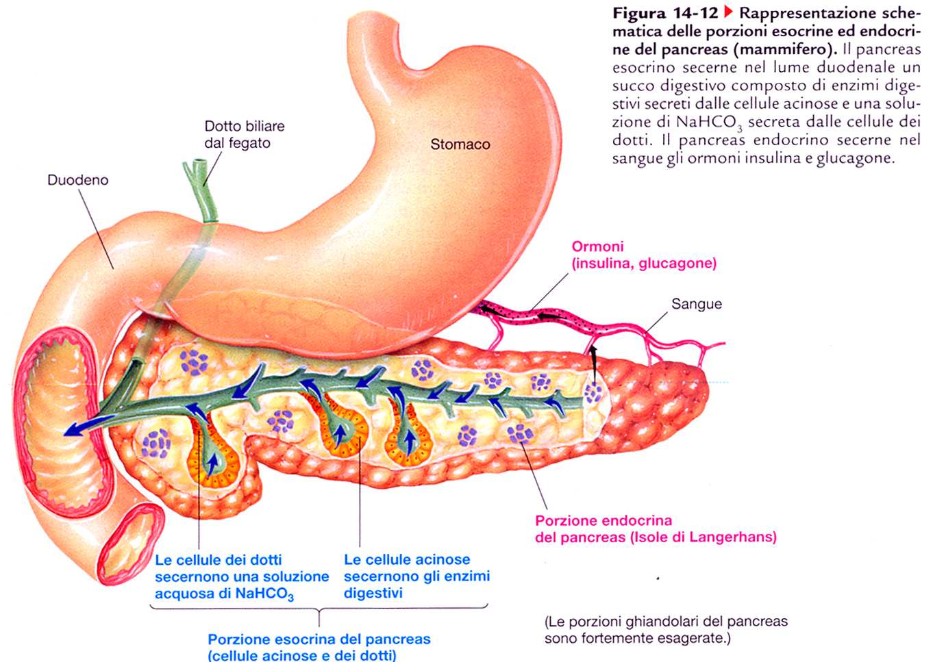 Pancreas Oltre alla secrezione delle cellule epiteliali, è di fondamentale importanza la secrezione pancreatica.