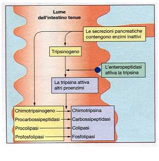 Pancreas: secrezione enzimatica Il pancreas esocrino produce un complesso di enzimi in grado di scindere proteine, carboidrati e lipidi.