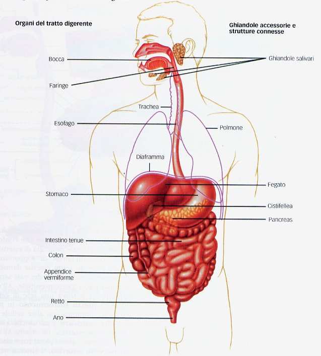 Anatomia funzionale del sistema digerente Il sistema digerente: comprende il tratto digerente (tratto gastrointestinale) e le ghiandole accessorie Gli organi del tratto gastrointestinale: bocca,