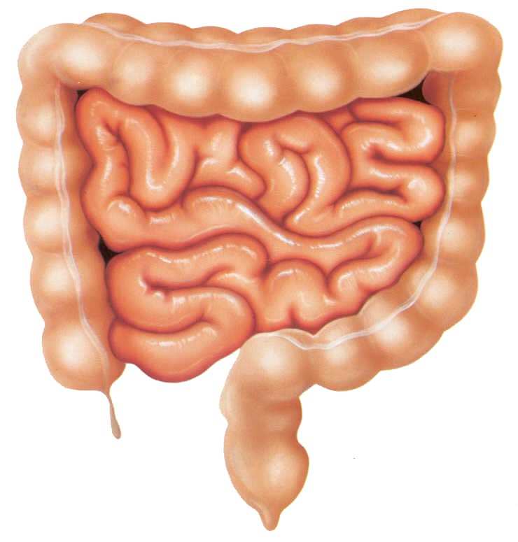 Anatomia funzionale dell intestino crasso ed espulsione delle feci Intestino crasso: Il cieco, il colon e il retto (da cui le feci vengono condotte all ambiente esterno) formano l intestino crasso.