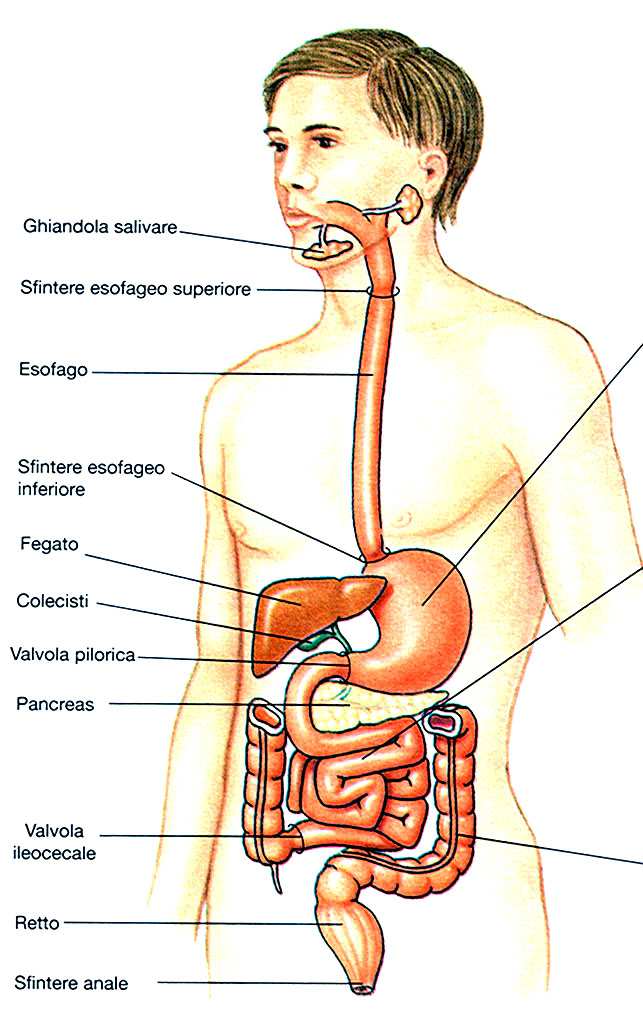 Sistema digerente Ghiandole salivari Ghiandole gastriche Ghiandole enteriche Pancreas Fegato Stomaco Intestino tenue Intestino crasso 1. Bocca 2. Faringe 3.