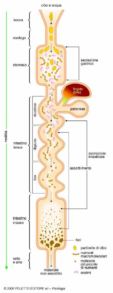 Funzioni del sistema digerente Cavità orale ed esofago: M: deglutizione, masticazione S: saliva (ghiandole salivari), lipasi D: carboidrati, lipidi (minima) A: nullo Stomaco: M: mescolamento