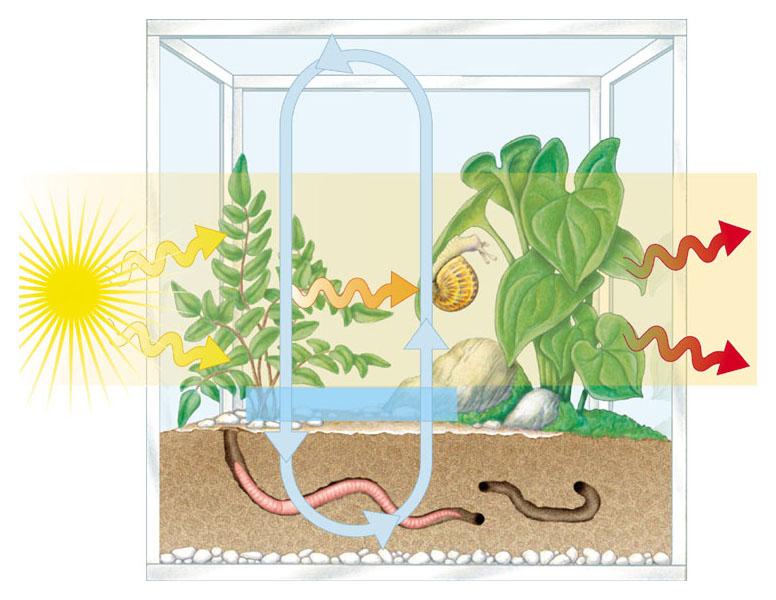 PARTE 2 Domande di approfondimento (16 punti) 1) Le comunità e gli ecosistemi (8 pti) a) Un ecologo che studia le piante del deserto ha condotto il seguente esperimento.