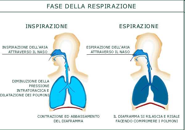 Apparato respiratorio Serve per apportare ossigeno ed espellere anidride carbonica E composto da: Vie aeree superiori - Cavità nasali, faringe Vie aeree