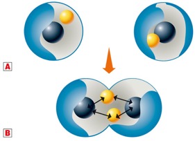 3. Il legame covalente Il legame covalente si forma quando due atomi mettono in