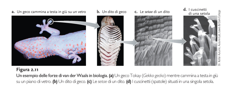 FORZE DI van der Waals 1) LEGAME MOLTO DEBOLE (1 Kcal/mol); 2) UN NUMERO MOLTO