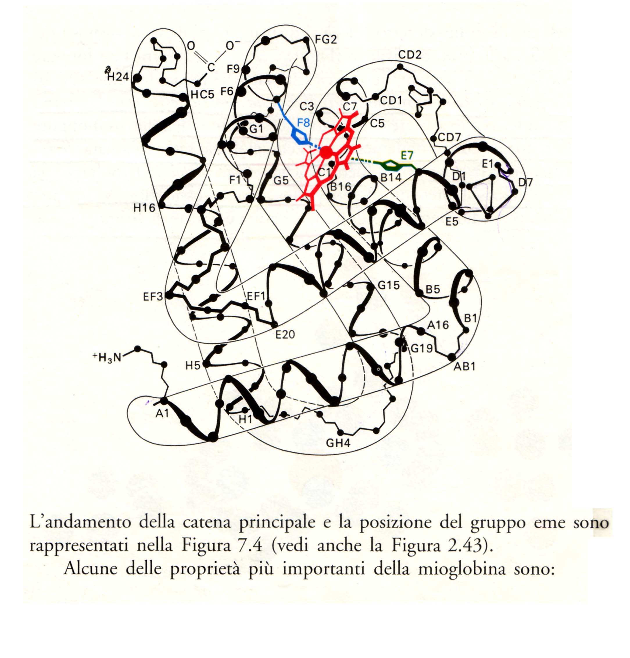 STRUTTURA TERZIARIA DELLA MIOGLOBINA (Kendrew, 1950) Mioglobina