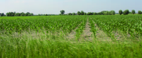 13 I PROGETTI DI AGRICOLTURA SOSTENIBILE COLLEGATI Mais: sostituisci la maggior parte dei geodisinfestanti con il fondo mutualistico mais Condifesa Veneto e Friuli, Veneto Agricoltura Mais: