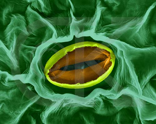 Le uniche cellule dell'epidermide ricche di cloroplasti (e quindi in grado di svolgere la fotosintesi) sono proprio le "cellule di guardia" degli stomi.