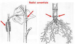 Tra le metamorfosi delle radici