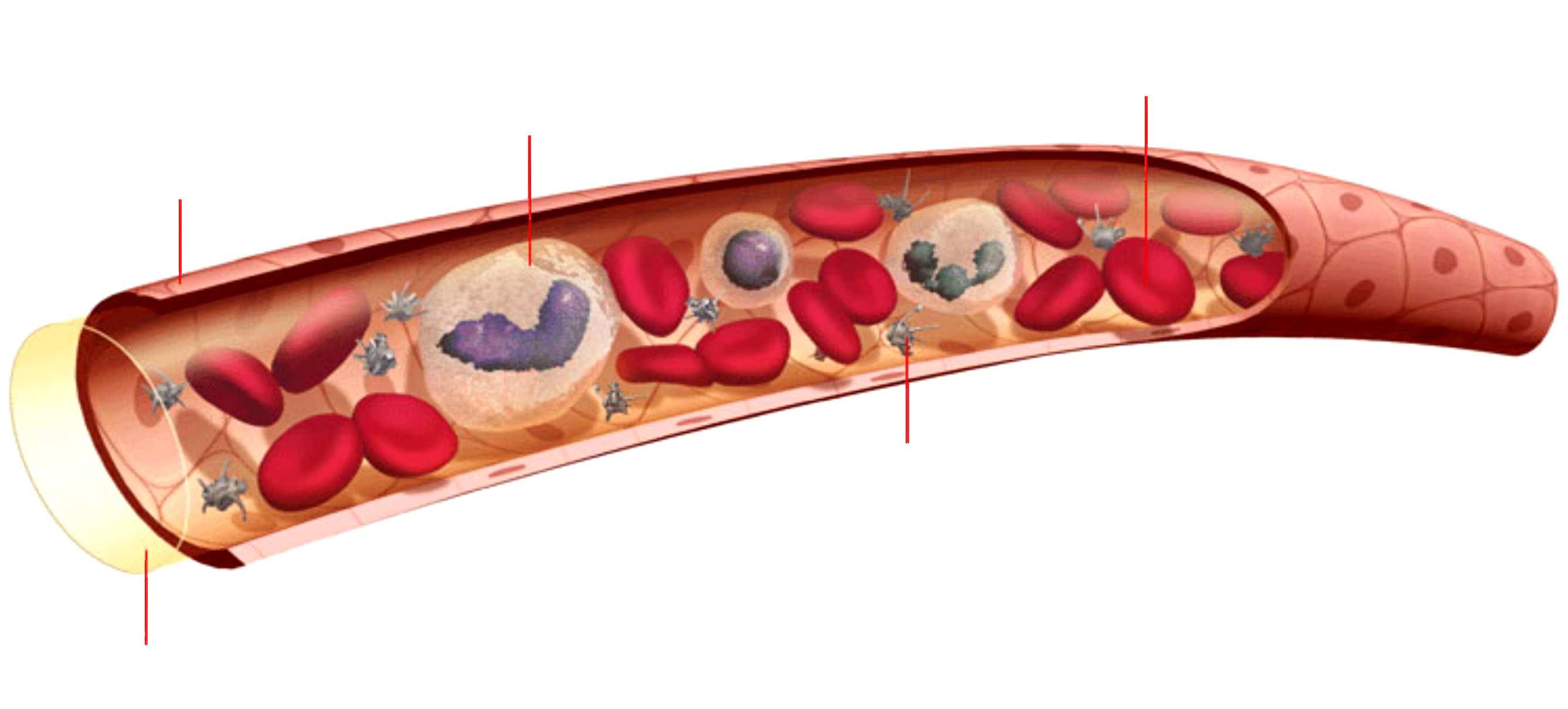 IL SANGUE vaso sanguigno globuli bianchi globuli rossi piastrine plasma sangue