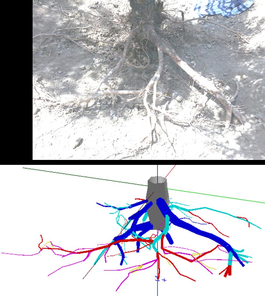 Image of olive root system obtained a) by camera, and b) by 3D digitizer with