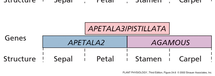 A B C nei verticilli fiorali A = SEPALI A+B = PETALI B+C