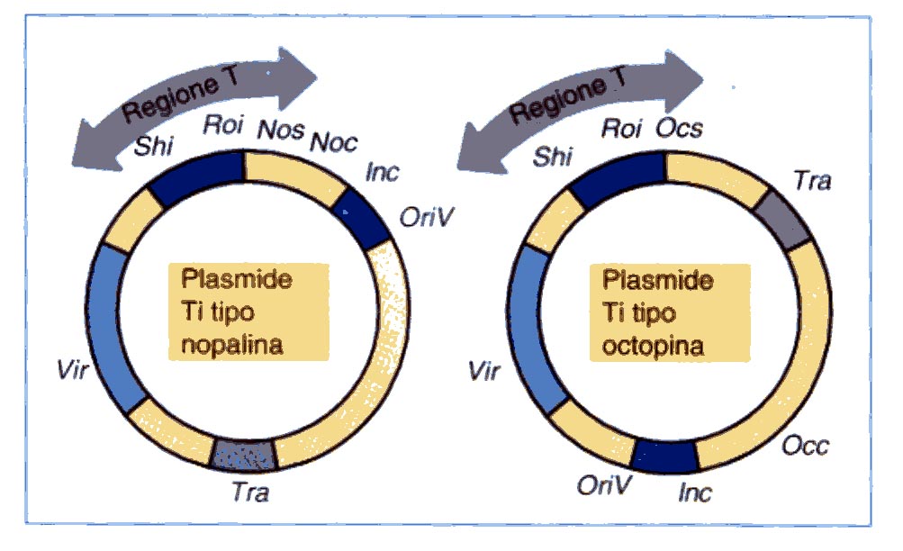 Plasmide Ti (Tumor inducing) Locus Vir Shi Roi Nos Noc Ocs Occ Tra Inc OriV Funzione Trasferimento DNA Induzione dei coleottili Induzione delle radici Sintesi della