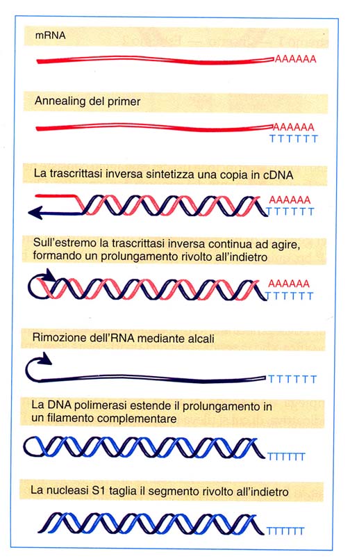 Isolamento e clonaggio del gene di interesse sintesi del cdna trascrittasi