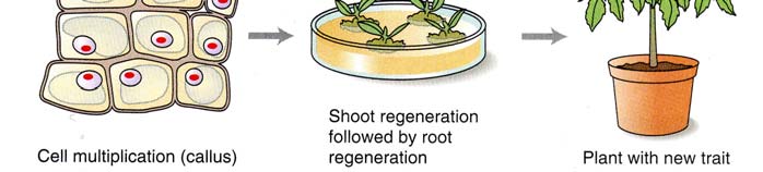 Per la trasformazione con Agrobacterium si utilizzano piccoli espianti di tessuti foglie