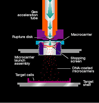 1987 Sanford e colleghi SISTEMA BIOLISTICO PARTICLE GUN particelle di oro o tungsteno ricoperte di DNA vengono accelerate e sparate sul