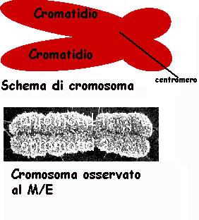 Cromatina e cromosomi Durante la sottofase G1 le molecole di DNA sono poco spiralizzate e formano un denso groviglio chiamato cromatina.