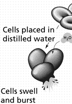 da H2O si muove attraverso membrana semipermeabile a Potenziale osmotico più positivo Potenziale osmotico più negativo Ψ= Ψπ + Ψp + Ψm Ψ> Ψ< Ed il vacuolo che ruolo ha in tutto questo?