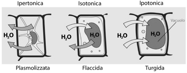 perdita d acqua per osmosi nella cellula vegetale è detta PLASMOLISI http://it.wikipedia.