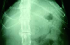 28 Reperti radiografici caratteristici in corso di insufficienza renale cronica nel gatto Tabella 3a Caso 3. Esame delle urine Metodo di prelievo: Cateterismo. Colore: Giallo chiaro. Aspetto: Limpido.