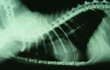 20 Reperti radiografici caratteristici in corso di insufficienza renale cronica nel gatto CASI RADIOGRAFICI CASO 1 Gatto europeo maschio castrato di 13 anni e 4 kg di peso affetto da IRC.
